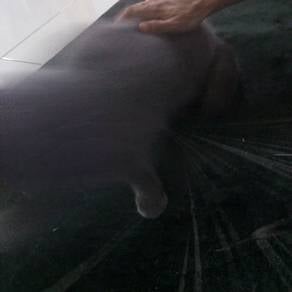 kucing bsh nak di lepas kan secepat mungkin
