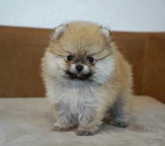 A8222 Cuddlesome Pomeranian small fluffy puppy Pup