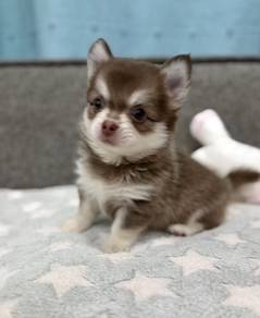 CHIHUAHUA PUPPIES VIP51🌷Head Apple Fluffy Boy