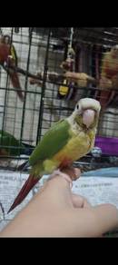 green cheek pineapple 5 ekor