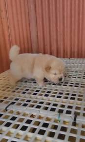 Pure Breed Chow Chow (Male) 纯种松狮犬 男生