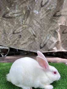 Arnab Rabbit Minirex
