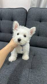 西高地男 （刚毛）
Westie / west highland terrier
Male