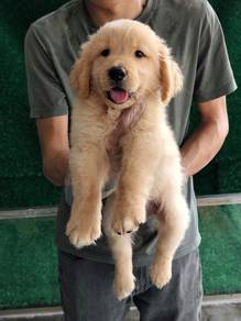 Golden Retriever Puppy （Big Bone）