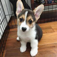 U9893 Pure Corgi adorable big ears little puppy Do