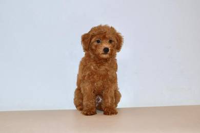 v22 Kawai Poodle Dog