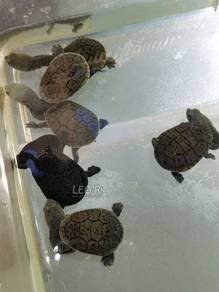 Siebenrock's Snake-Necked Turtle / Kura-Kura