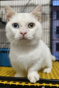 munchkin odd eyes