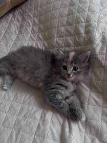 Gray Tortie Mix Mainecoone Kitten