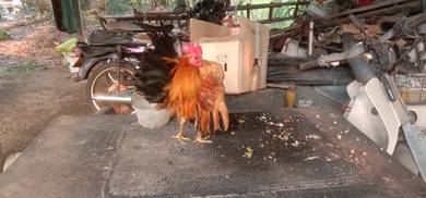 ayam serama