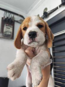 Beagle