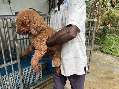 poodle