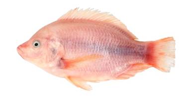 ikan talapia