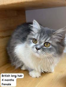 BLH Cat for Sale