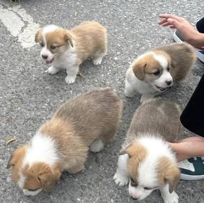 Welsh Corgi