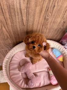 Mini poodle -Girl 