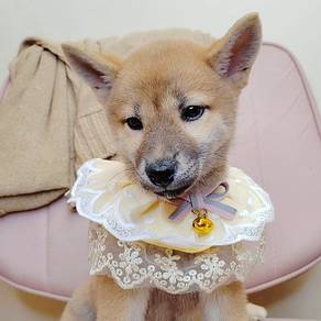 Shiba