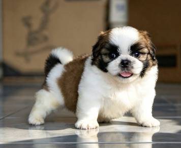 SHIH TZU PUPPIES A380🌻 Small Dog Boy / Girl