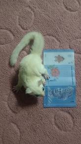 sugar glider lue
