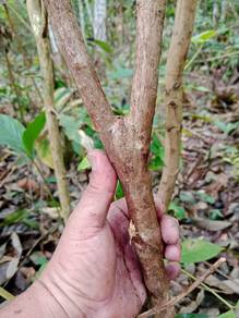 cabang kayu lastik