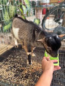 kambing pygmy goat