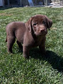 Labrador retriever puppies 8