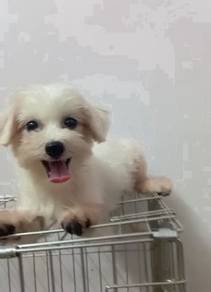 Maltese with MKA Female puppy