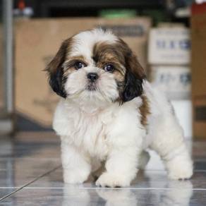 SHIH TZU PUPPIES A378🌻 Small Dog  Boy / Girl