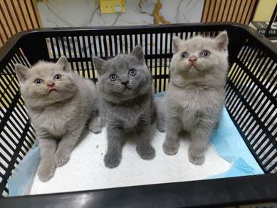 BSH MIX MAINECOON 2bulan