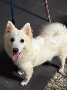 Japanese spitz
