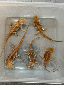 Bearded Dragon 