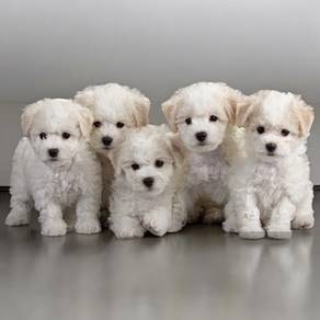 Bichon frise mka and microchip puppies