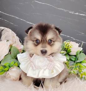 Pomsky