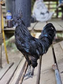 Ayam cemani / ayam hitam
