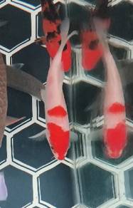 ikan koi 4 inci