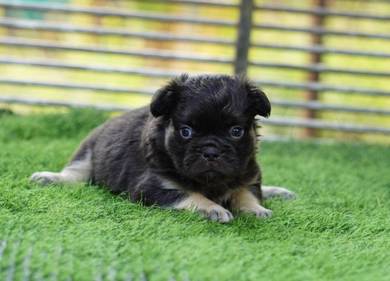 FRENCH BULLDOG PUPPIES🌻A181 Long hair Male