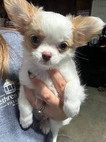 Chihuahua ~8