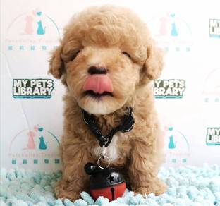 Toy Poodle