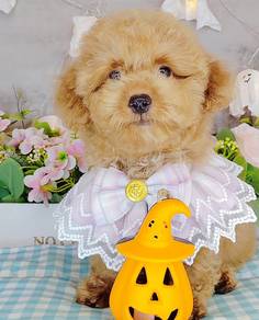 Poodle