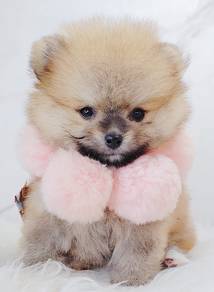 Pomeranian