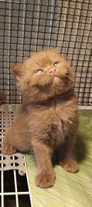 Bsh solid colour cinnamon 