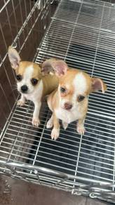 Pure Breed Smooth Coat Chihuahua (2M) 短毛吉娃娃 弟弟