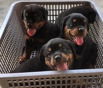 Rottweiler Puppy 