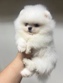 POMERANIAN PUPPIES A133 🌻 Available Boy-Girl