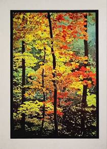 Autumn Forest Serenity – Poster Print
