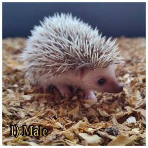 Hedgehog
