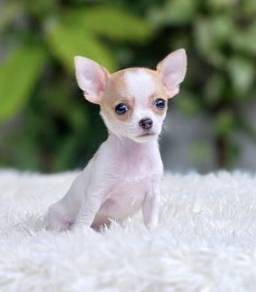 CHIHUAHUA PUPPIES CH244🌷 Head Apple Girl