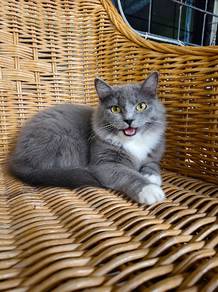 Siberian Female 