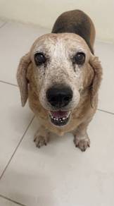 free beagle female 6 years old