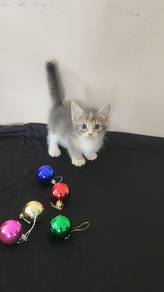 Munchkin Supershort